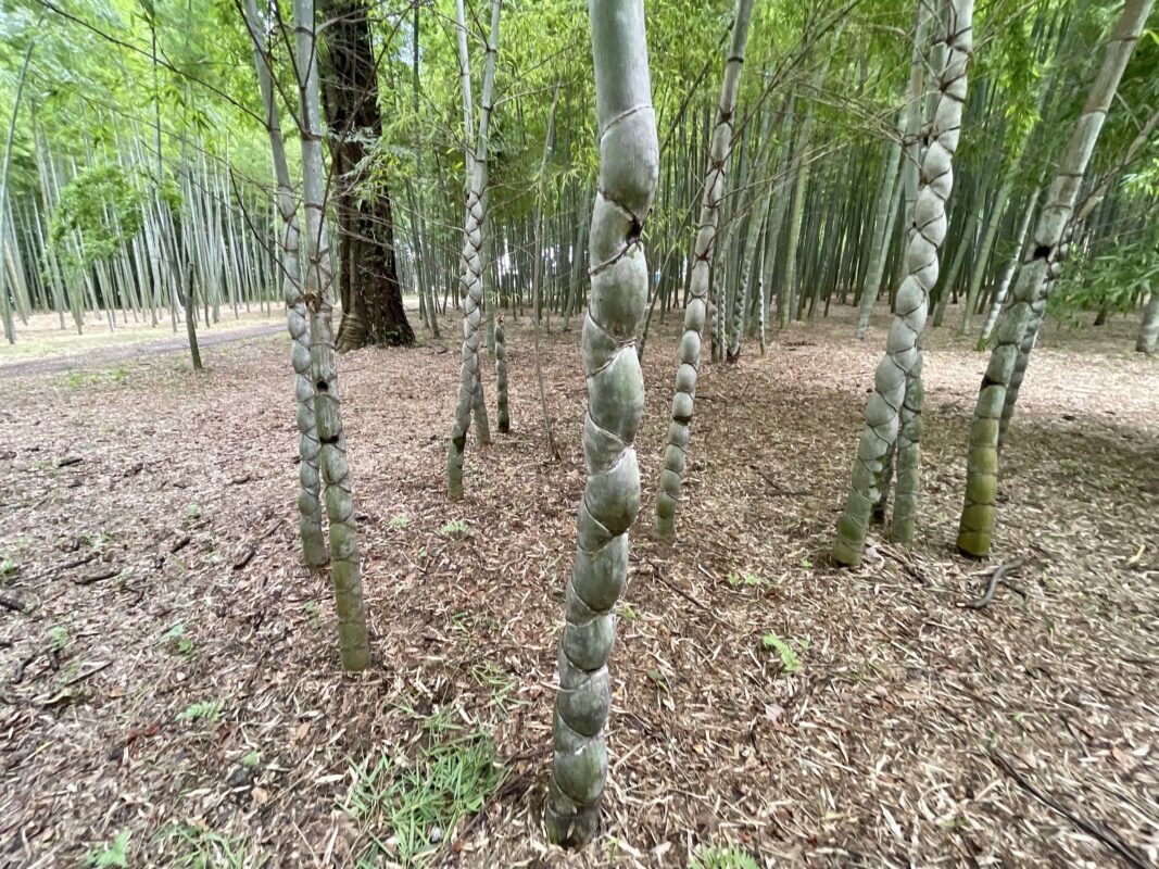 若竹の杜　若山農場の亀甲竹