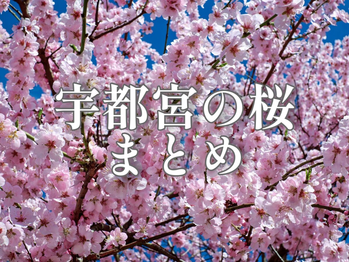 宇都宮の桜お花見まとめ