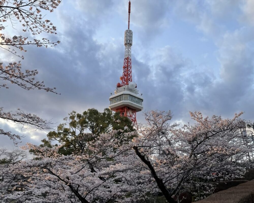 八幡山公園の桜