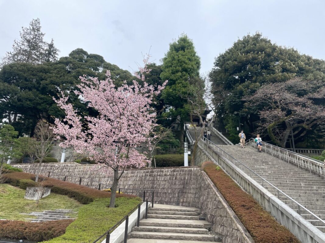 宇都宮二荒山神社の桜