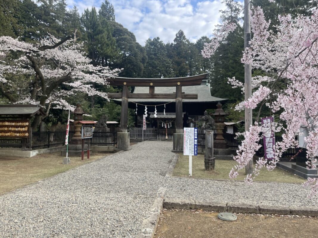 蒲生神社の桜
