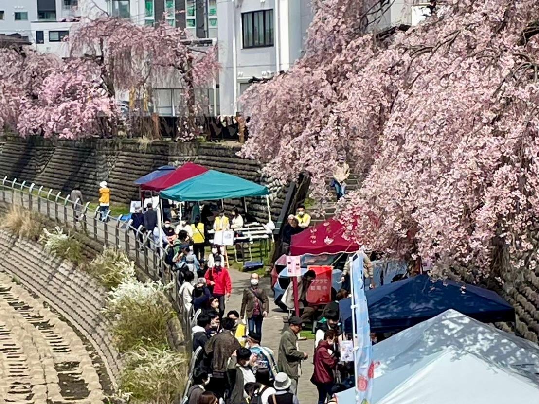 桟敷席で優雅にお花見!宮の橋近くの田川沿いで『宮桜祭』開催 3/28〜4/12